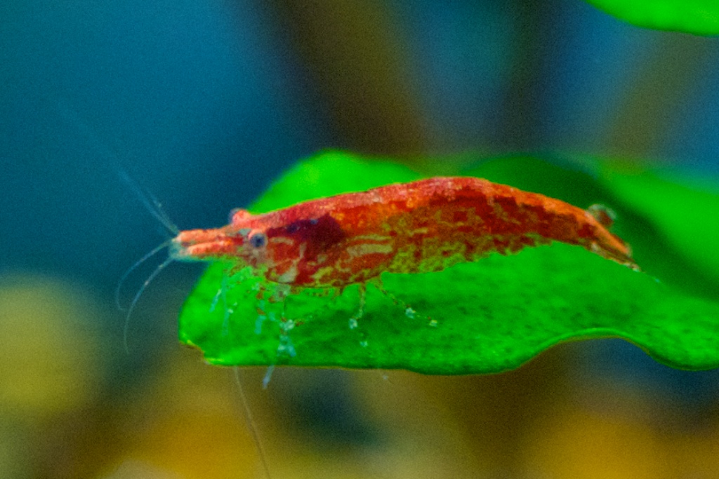 Breeding red cherry shrimp