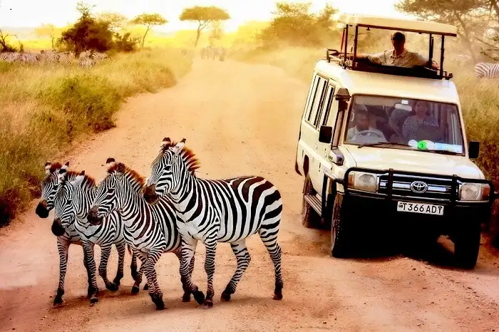 Safaris in Tanzania