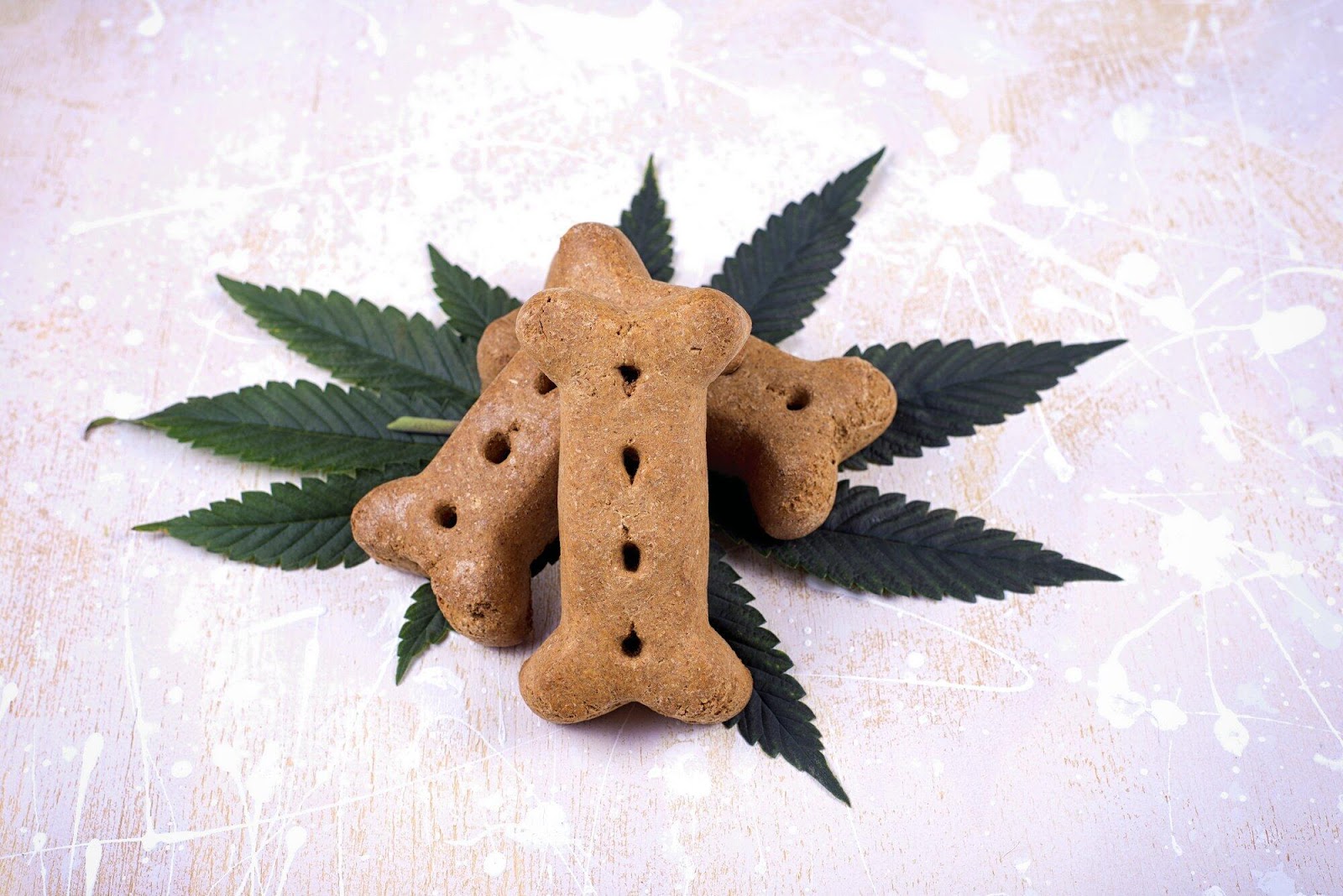 Canine-Friendly Flavors: The Latest Trends in CBD Chews for Your Furry Friend