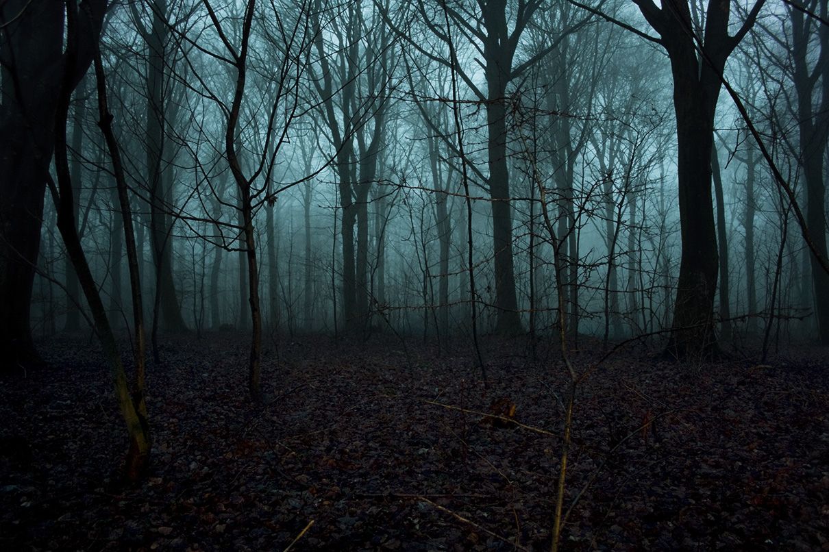 Nightfall in Nature: Essential Tips on How to Survive in the Woods After Dark
