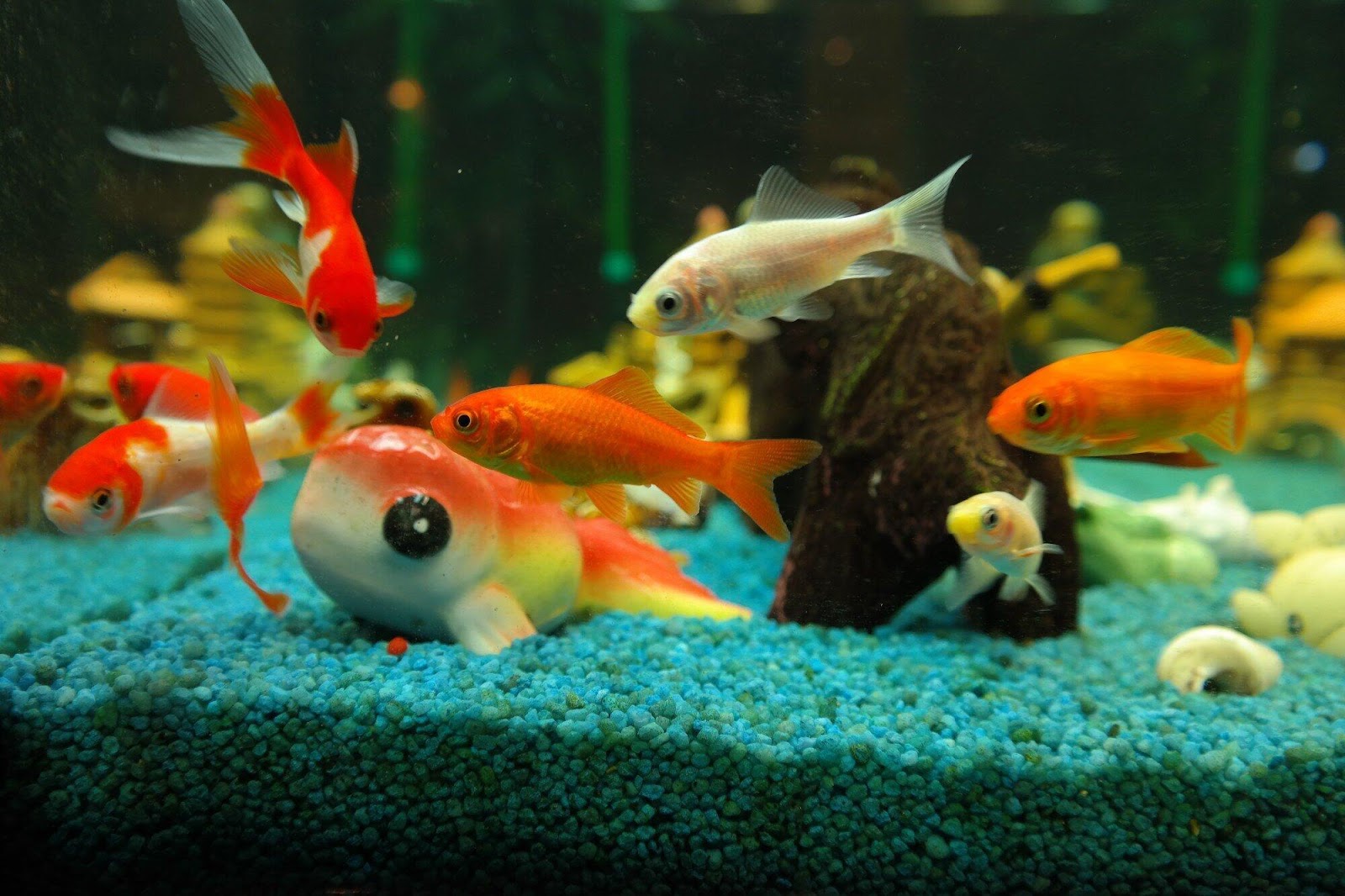 Creating a Healthy Habitat: Best Practices for Aquaculture Fish Tank Set-Up