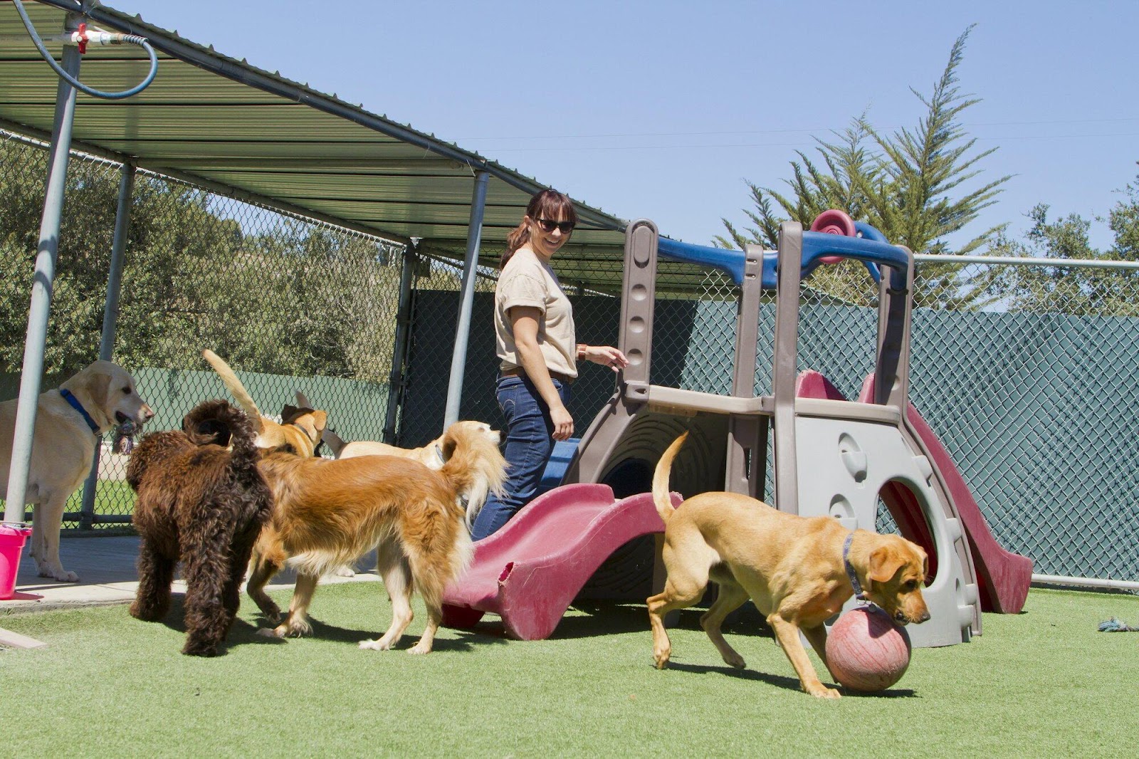 Right Dog Training Day Care for Your Pet