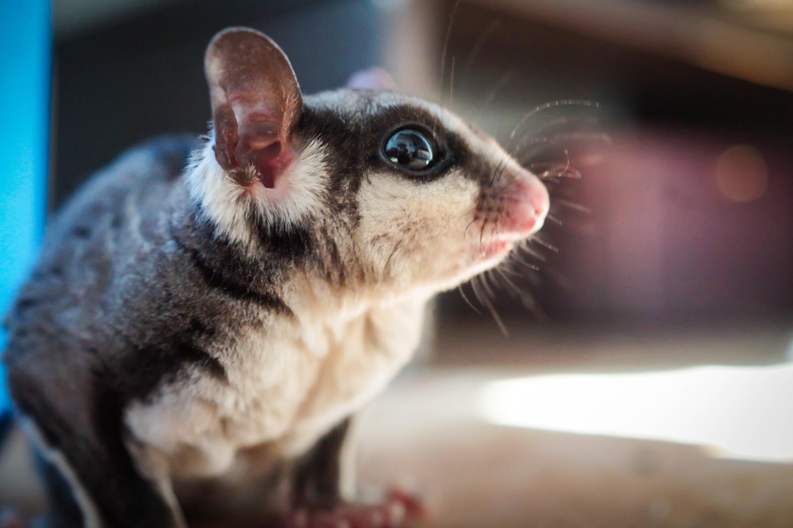 Top 10 Must-Have Items for a Sugar Glider Cage Set Up