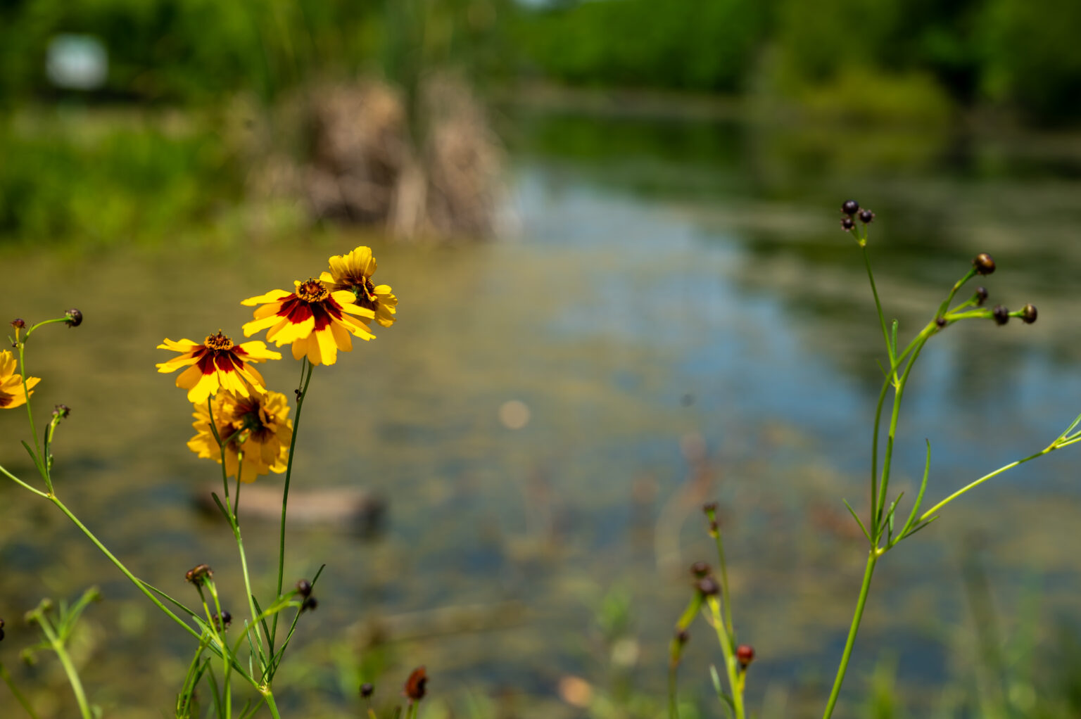 Preserving Indiana’s Wetlands: The Critical Role of Phase 1 Environmental Assessments