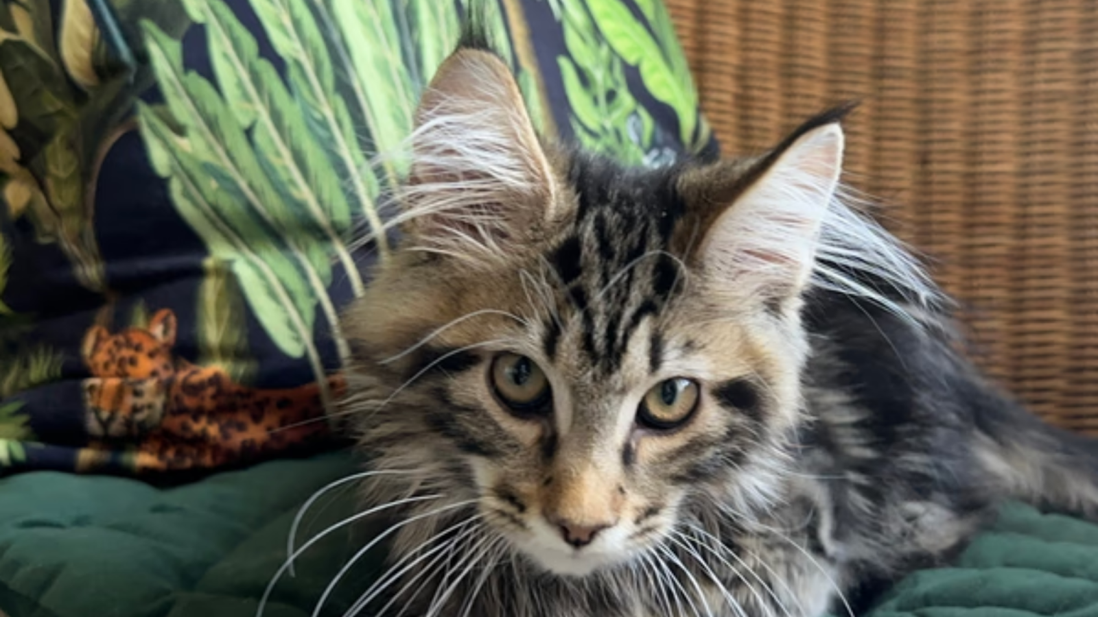 Common Health Issues in Maine Coon Kittens and How to Prevent Them