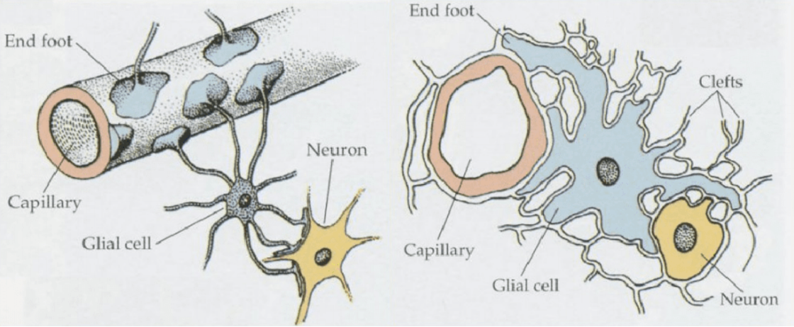 The Guardian of the Brain – Microglia.