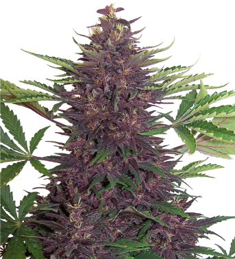Purple Kush: The Classic Indica with Stunning Color and Deep Relaxation