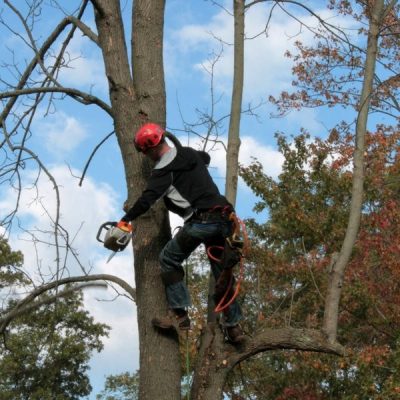 Expert Tree Trimming Services for Healthier, Safer Trees