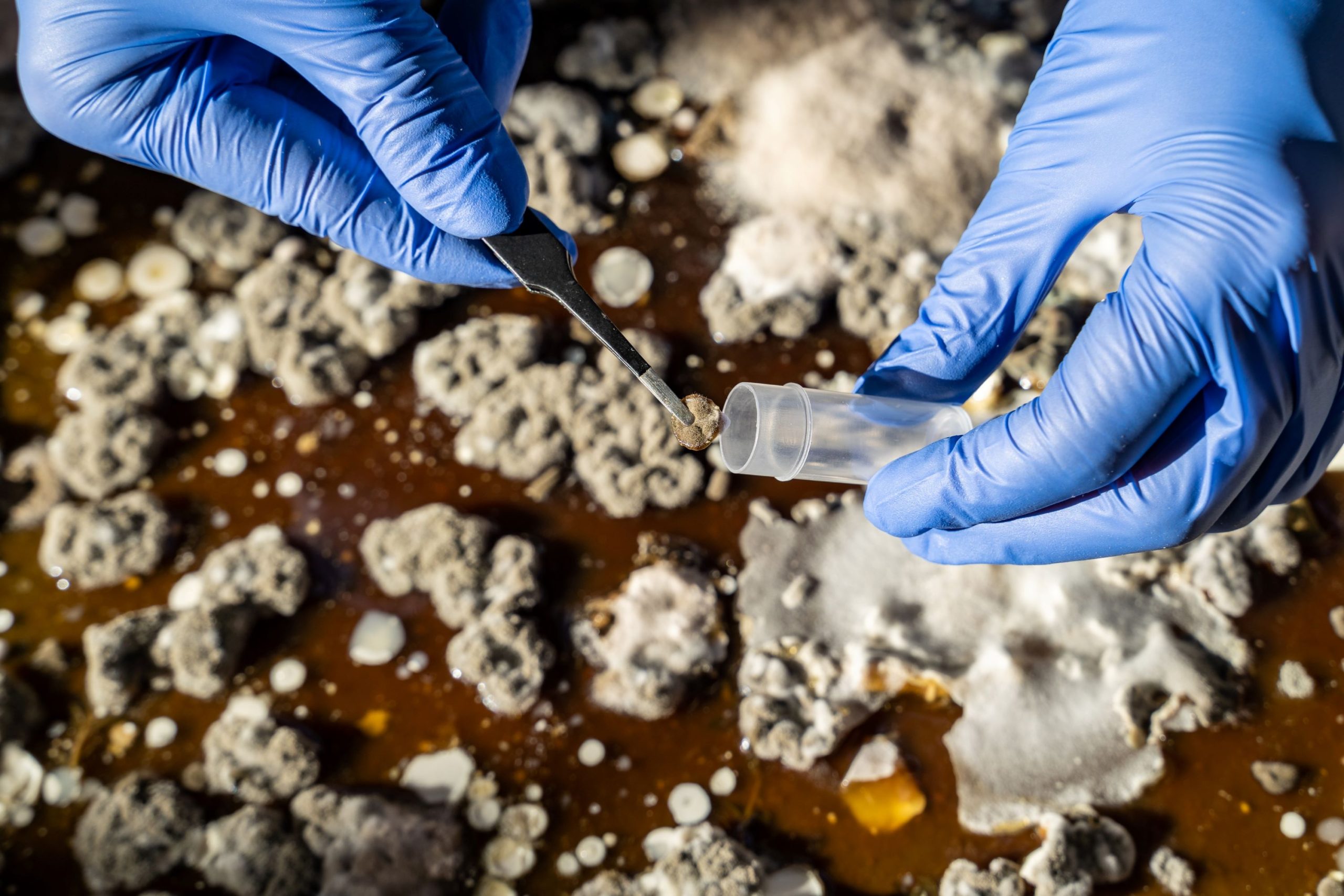 Coastal Living and Mold: Why Homes Benefit from Mold Inspection in Gulfport, FL