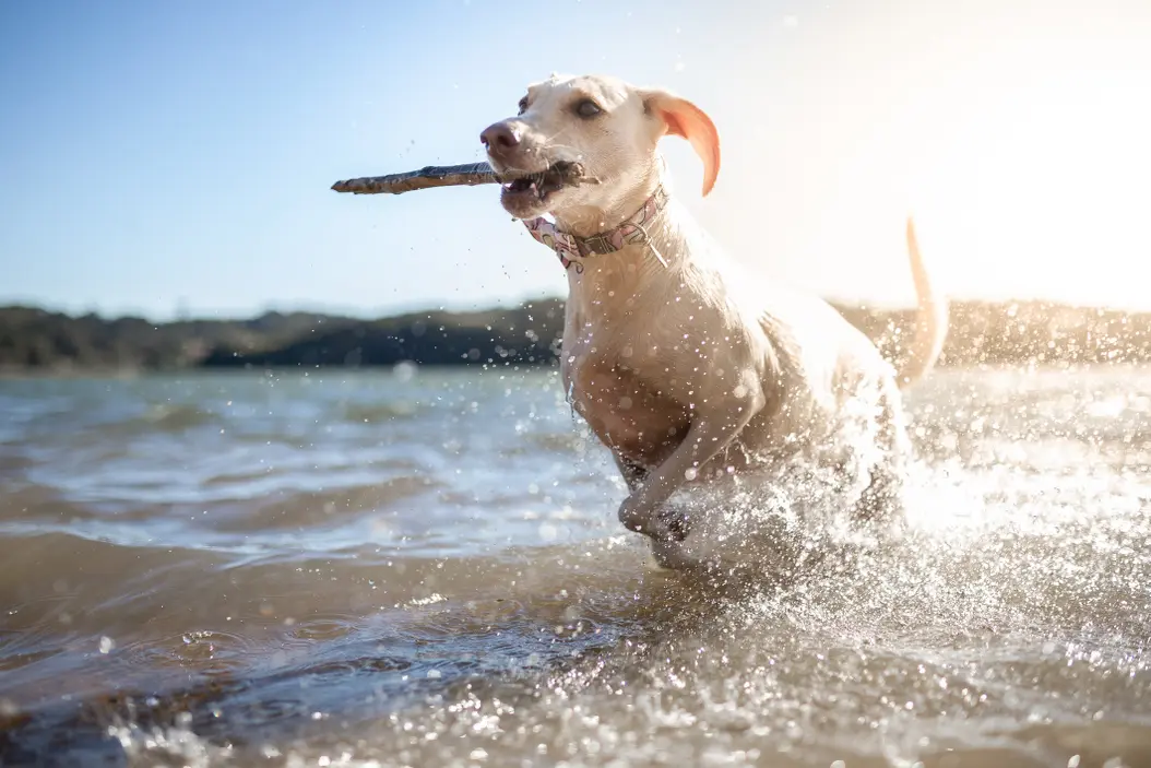 Leash Training Dog A Proven, Humane Guide That Works
