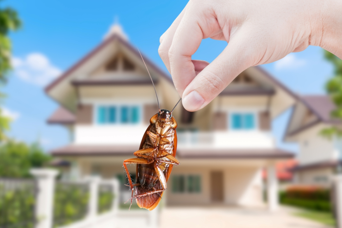 Modern Pest Control in Toronto: How Treatments Have Changed in 2026