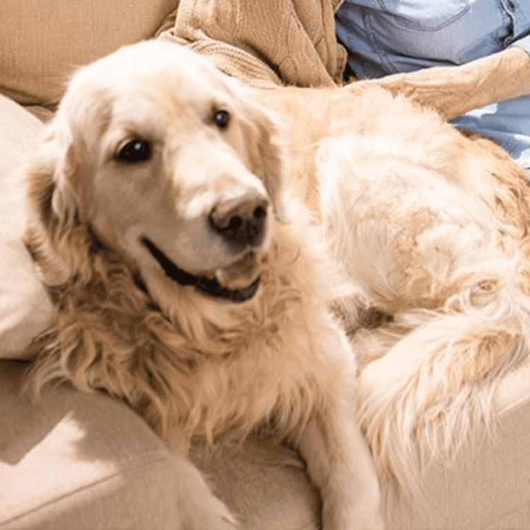 Arizona pet sitting services: stress-free care guide