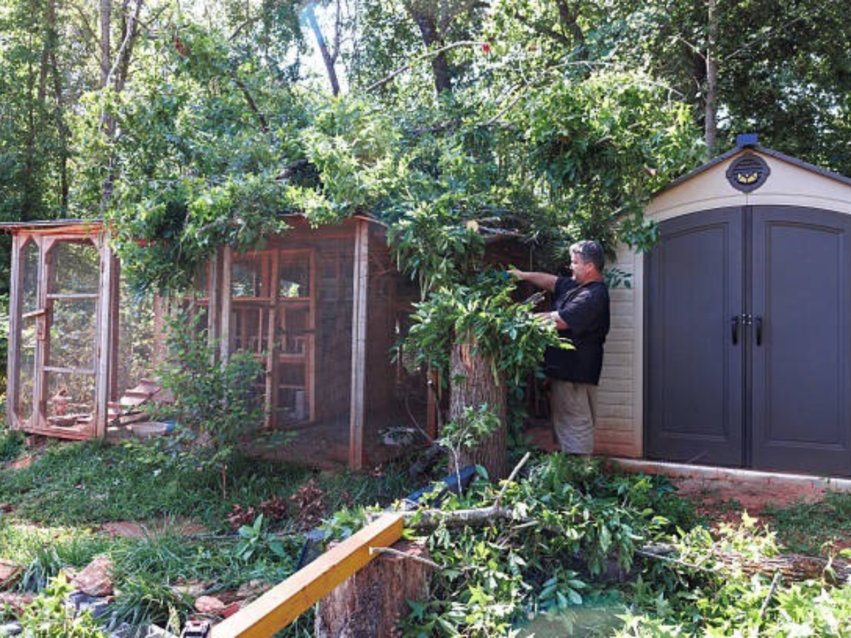Pro Tree Removal Services for Safe and Efficient Care