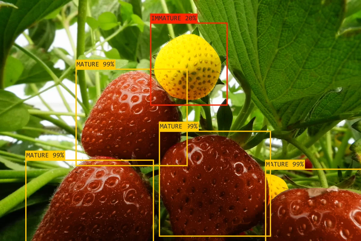 AI-Driven Phenotyping in Seed Breeding—Accelerating Genetic Gain